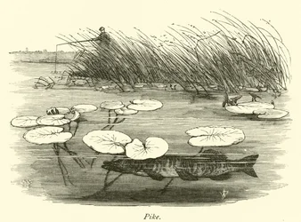 Snoek