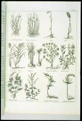 Planten uit Culpepers English Physician and Complete Herbal, gepubliceerd 1790