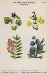 Polypetalous planten, onregelmatig