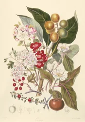Pomaceae, de Appelstam