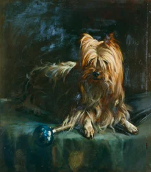 Portret van Jim; een Yorkshire Terrier