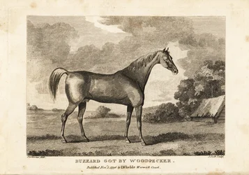 Portret van het kampioensrenpaard Buzzard van Woodpecker