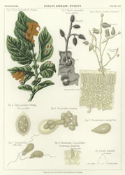 Aardappelziekte, Schimmel