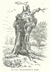 Eik van koningin Elizabeth (gravure)