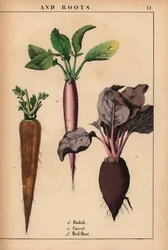 Radijs, wortel en rode biet, uit "The Instructive Picturebook, or Lessons from the Vegetable World," [Charlotte Mary Yonge], Edinburgh