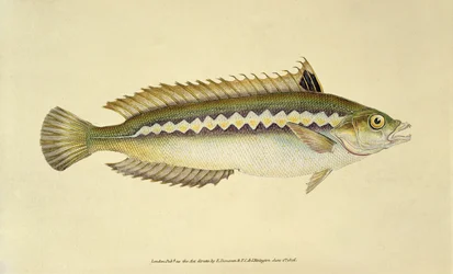 Regenboogwrasse, Pl.96 uit "The Natural History of British Fishes", gepubliceerd door E. Donovan en F.C.  J. Rivington.