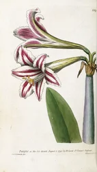 Rood en wit gestreepte lelie, 1799-1810