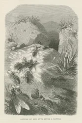 Terugkeer van rode mieren na een gevecht (gravure)