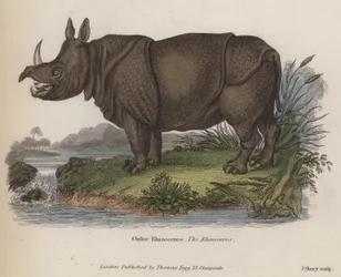Neushoorn (gekleurde gravure)