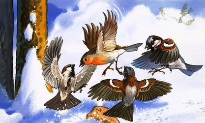 Roodborstje vecht met andere vogels