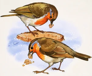 Roodborstjes eten een stuk brood