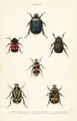 Rozenkevers: Cetonia fascicularis 1, Heterorhina macleayi 2, Gametoides subfasciata 3, vioolkever, Eupoecila australasiae 4, Gymnetis hieroglyphica 5 en Gymnetis marmorea 6