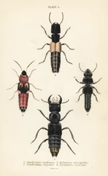 Kortschildkevers: Staphylinus erythrurus 1, Xantholinus fulgidus 2, Bolitobius atricapillus 3, Zirophorus exaratus 4