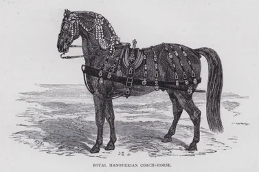 Koninklijk Hannoveraans koetspaard