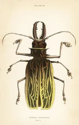 Sabeltandboktor, Macrodontia cervicornis (Prionus cervicornis)
