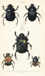 Heilige scarabee, Scarabaeus sacer 1, mestkevers, Onthophagus nuchicornis 2, Coprophanaeus lancifer 3, Sulcophanaeus carnifex 4, en mestkever, Geotrupes stercorarius 5