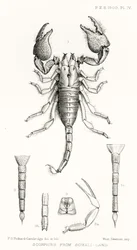 Schorpioenen uit Somalië, illustratie uit The Hope Reports, Vol. II, 1897-1900, geredigeerd door Edward B. Poulton, Oxford, 1901