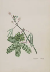 Gevoelige Plant, illustratie uit een Album van Gedichten, Grafiettekeningen & Aquarellen, c.1828