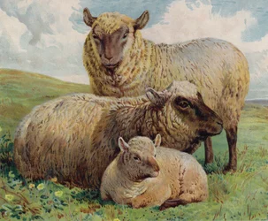 Schapen en lam