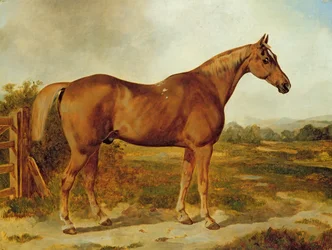 Silvertail, portret van een paard