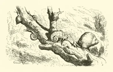 Zes kleine Slakken
