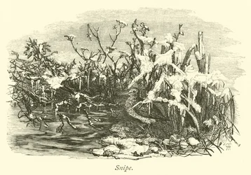 Watersnip