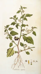 Solanum nigrum [zwarte nachtschade], illustratie uit Flora Londiniensis [Bloemen van Londen] van William Curtis, gepubliceerd 1777-98