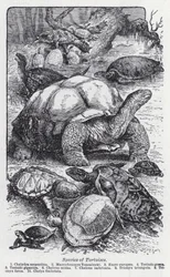 Soorten schildpadden