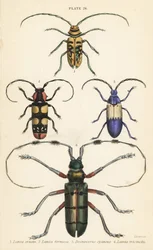 Sternotomis pulchra, Tragocephala formosa, vlierboorder, en Thysia wallichii