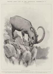Studies uit het leven in de dierentuin (gravure)