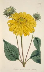 Zonnebloem, handgekleurde gravure