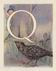 Het dieren ABC: Letter Q, kwartel