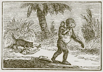 De aap en haar twee jongen (gravure)