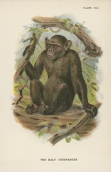 De Blad Chimpansee