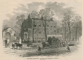 Het Brown Instituut, Vauxhall, voor dierziekten