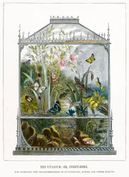 Het vlindervivarium (ingekleurde gravure)
