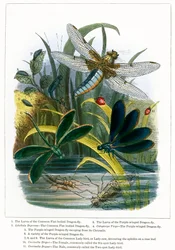 Het vlindervivarium (ingekleurde gravure)