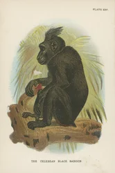 De Celebische zwarte baviaan