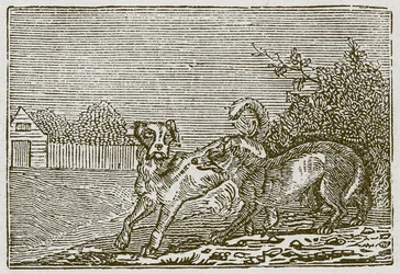 De hond en de wolf (gravure)