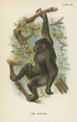De Gorilla