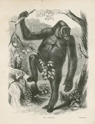 De Gorilla, frontispice voor Explorations and Adventures in Equatorial Africa door Paul B du Chaillu