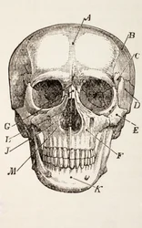 De Menselijke Schedel, ca. 1890
