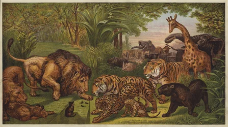 De ontvangst van de leeuw (kleur litho)