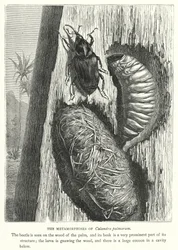 De metamorfoses van Calandra palmarum (gravure)