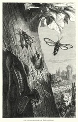 De metamorfoses van Sesia apiformis