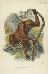 De Orang-Oetan