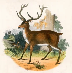 Het Edelhert