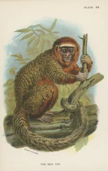 De Rode Titi