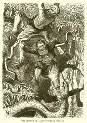 De slang slikt Sindbads kameraad in