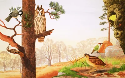 De bossen in de winter en wat je kunt vinden